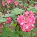 Ribes sanguineum 5